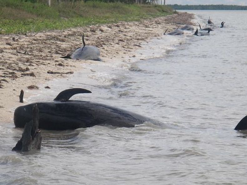 Manadas de 35 ballenas piloto se han estado trasladando a aguas más profundas en la costa suroeste de Florida, lo que aumentó el optimismo de que no quedarán varadas.