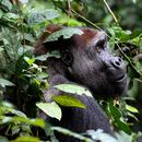 Censo de gorilas en África indica declive en su población