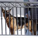 Commander, el perro de la familia Biden, en la Casa Blanca en Washington, el 21 de noviembre de 2022. (Foto AP /Carolyn Kaster)