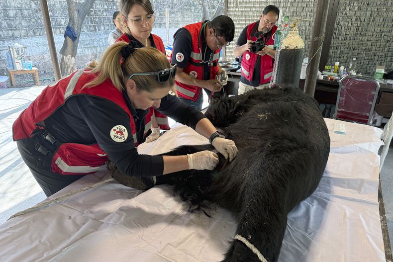 Veterinarios de la organización de cuidado animal Four Paws realiza un tratamiento médico a un oso negro llamado Rocky en el Zoológico de Islamabad, Pakistán, el domingo 2 de marzo de 2025. (AP Foto/Muhammad Yousaf)