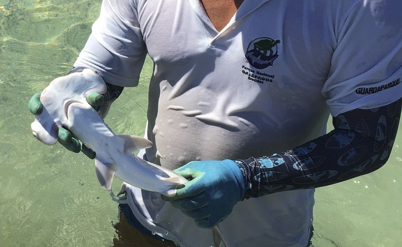 AMS-GEN_GAPALAGOS-GUARDERIA_DE_TIBURONES-1.jpg