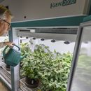 El doctor Brian Diers, subdirector del Soybean Innovation Lab, en una sala de cultivo de soja en Champaign, Illinois, el 13 de febrero del 2025. (AP foto/Craig Pessman)