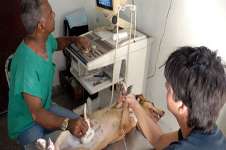 Un ultrasonido para mascotas tiene un valor 40 pesos cubanos.