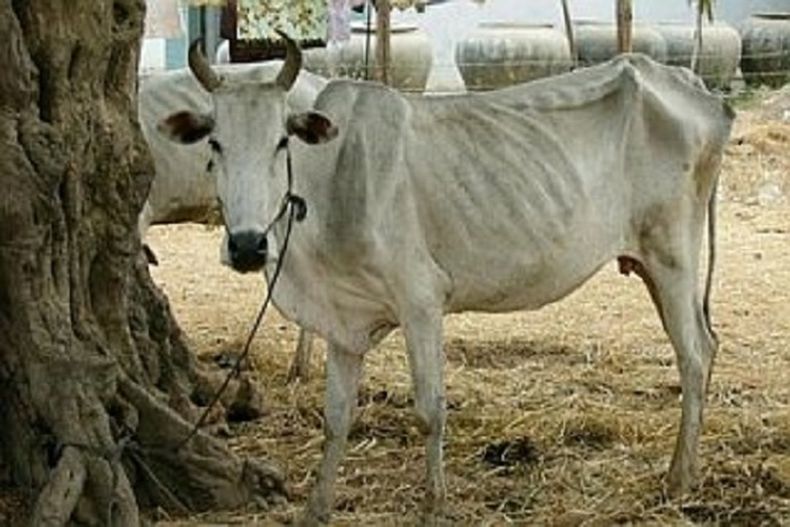 6 934 vacas presuntamente terminaron en el mercado negro. Quienes las hurtaron o sacrificaron, corren el riesgo de penas de hasta 20 años de cárcel.