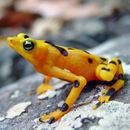Las ranas de Panamá se recuperan tras epidemia