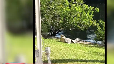 residentes de north miami encuentran cocodrilos en el patio de su casa