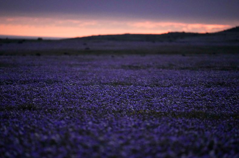 Un manto de flores cubre el desierto de Atacama tras las lluvias cerca de Copiapó, Chile, el jueves 24 de septiembre de 2026. (AP Foto/Esteban Félix)