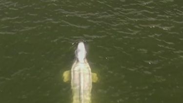 Francia: Fracasan intentos de alimentar a beluga en el Sena