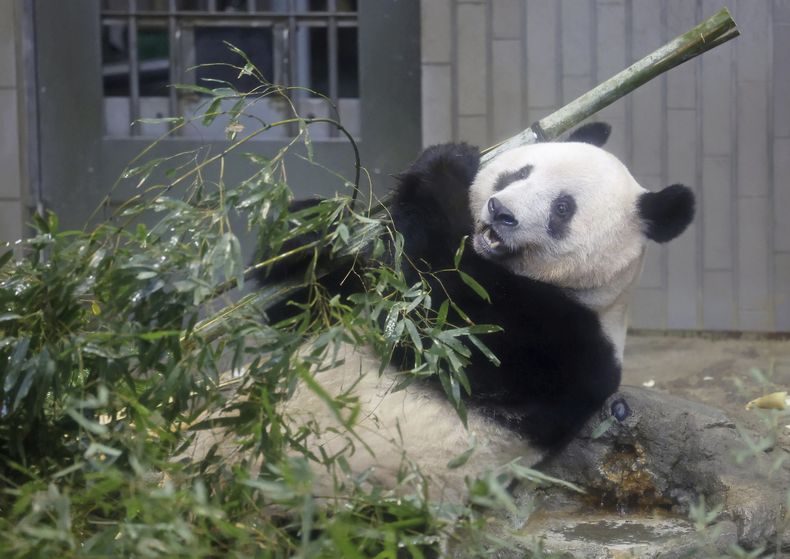 ASI-GEN JAPÓN-PANDA