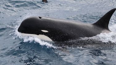 Descubren nueva subespecie de orca en mar al sur de Chile