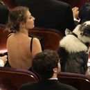 Messi el perro de la película “Anatomie d’une chute” (“Anatomía de una caída”) durante los Oscar el domingo 10 de marzo de 2024, en el Teatro Dolby de Los Ángeles. (AP Foto/Chris Pizzello)