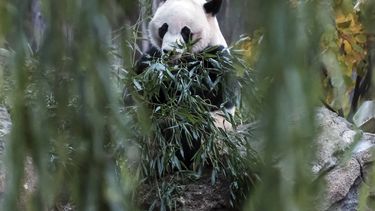 Bei Bei, panda nacido en EEUU, rumbo a nueva casa en China