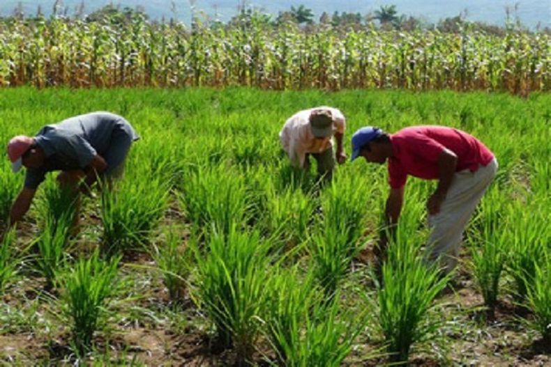 siembra-arroz-agricultura.jpg