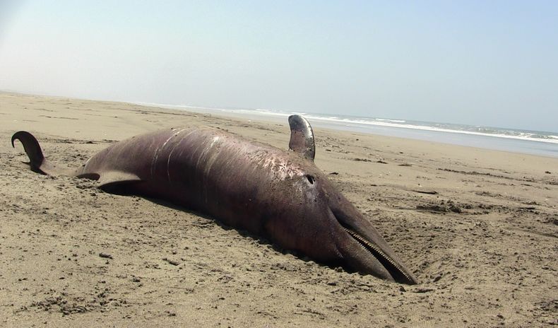 El cad&aacute;ver de un delf&iacute;n yace sobre la playa en Puerto Et&eacute;n en Lambayeque, Per&uacute;, el s&aacute;bado 4 de enero de 2014. M&aacute;s de 400 delfines fueron hallados muertos el mes pasado en playas del Oc&eacute;ano Pac&iacute;fico d