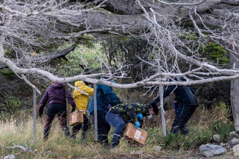 Científicos argentinos recolectan trampas colocadas en distintos puntos de Ushuaia, Argentina, el martes 19 de mayo de 2026, como parte de una investigación para hallar la fuente del brote de hantavirus en el crucero MV Hondius. (AP Foto/Lujan Agusti)