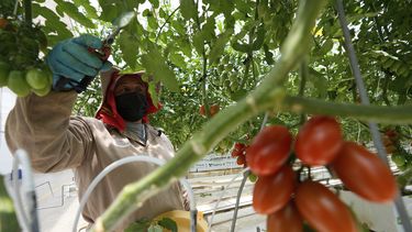 Un trabajador poda plantas de tomate en un invernadero en la granja Veggie Prime, que exporta a Estados Unidos, en Ajuchitlán, México, el miércoles 23 de julio de 2025. (AP Foto/Marco Ugarte)