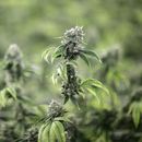 Fumabas marihuana y quieres ser soldado? Ejército lo permite