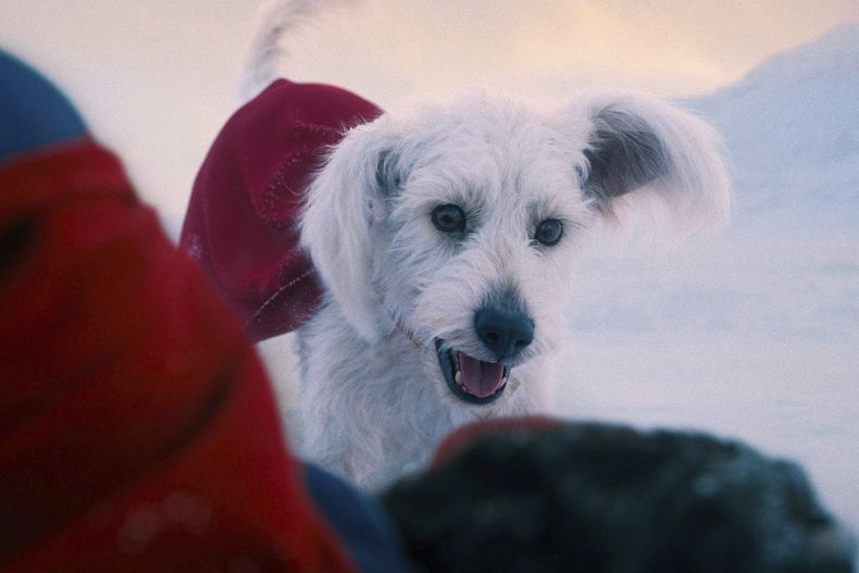 Esta imagen publicada por Warner Bros.Pictures muestra a Krypto, el perro, en una escena de Superman. (Warner Bros. Pictures via AP)