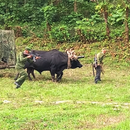 Ejercicios militares en Cuba con bueyes y mulos generan burlas en Redes Sociales