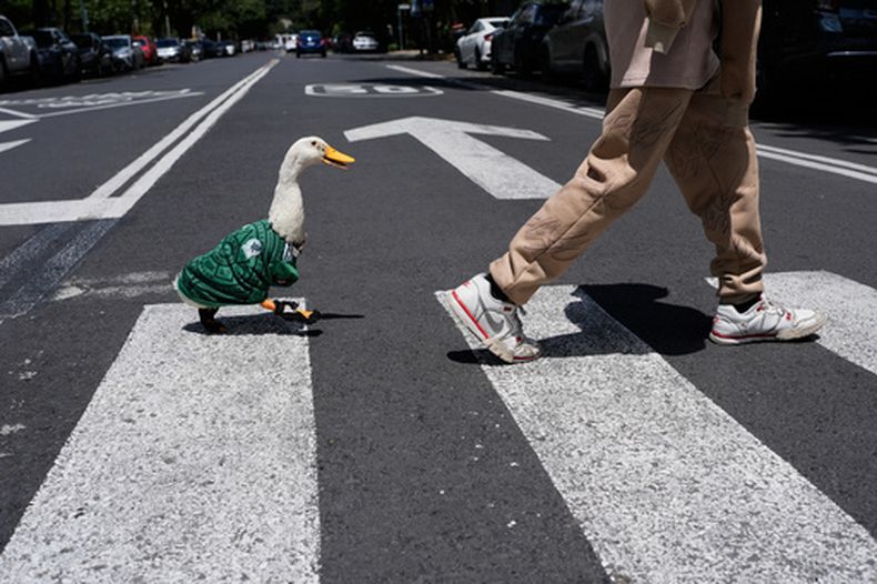 El pato Merlin, con la casaca de la selección de México, sigue a Cristian Gómez al cruzar la calle en la Ciudad de México, el lunes 15 de junio de 2026. (AP Foto/Marco Ugarte)