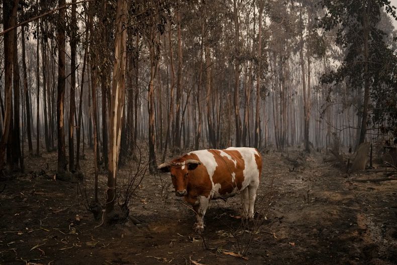 AMS-GEN CHILE-INCENDIOS FORESTALES