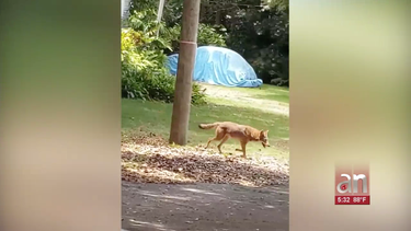 autoridades alertan sobre un coyote suelto en el area de miami shores