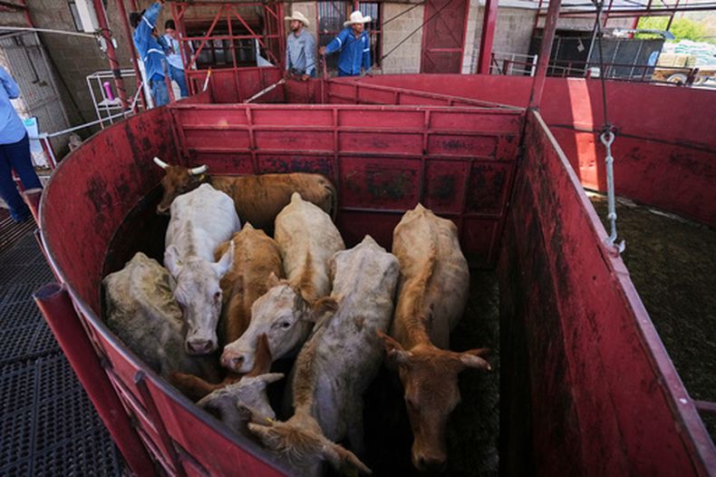 Cabezas de ganado en una feria ganadera en Hermosillo, estado de Sonora, México, el 29 de julio del 2025. (AP foto/Fernando Llano)