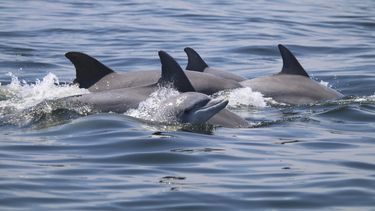Hábitos sociales de delfines provocan enfermedades