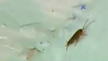 americateve | Una plaga de cucarachas invade un edificio de la Pequeña Habana.