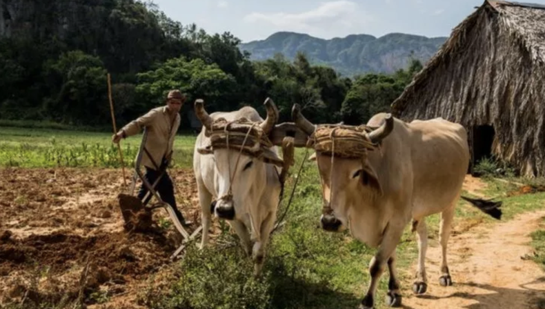 Vacas Cuba.png