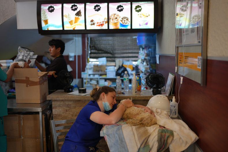 Gabriela Alves acaricia a su perro, al que encontró con vida una semana después de los sismos, en un restaurante McDonalds que se utiliza como centro de salud temporal y centro de reunificación de mascotas en La Guaira, Venezuela, el jueves 2 de julio de 2026. (Foto AP/Matias Delacroix)