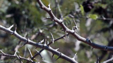 la cuba del recuerdo | el marabu en cuba