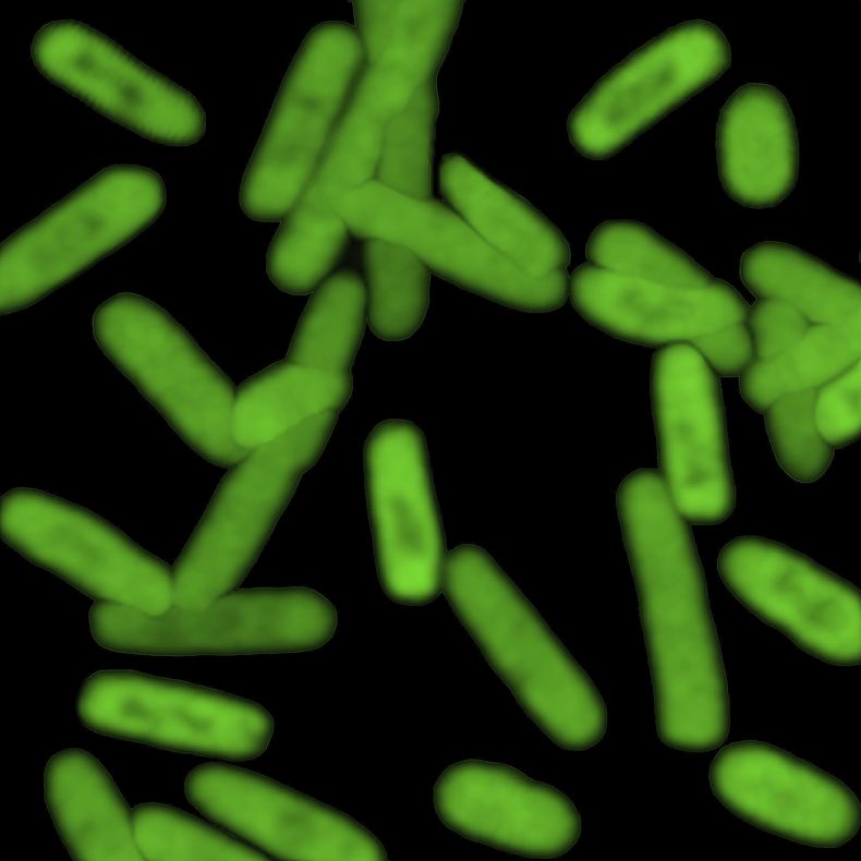 AMN-CIE_BIOLOGIA_SINTETICA-0.jpg
