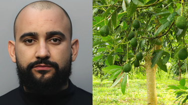 robaba aguacates en miami-dade para comprar regalos de navidad a sus hijos: termina arrestado