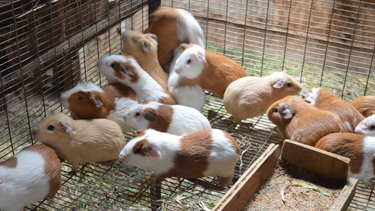 promueven en cuba cria de curieles para alimentacion familiar