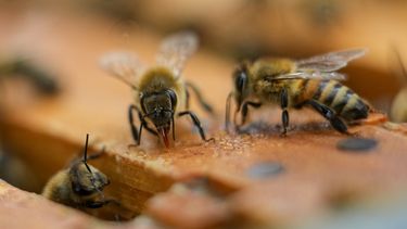 Una colonia de abejas en una colmena del patio de Nathalie Steinhauer, investigadora de abejas de la Universidad de Maryland, el miércoles 21 de junio de 2023, en College Park, Maryland. (AP Foto/Julio Cortez)