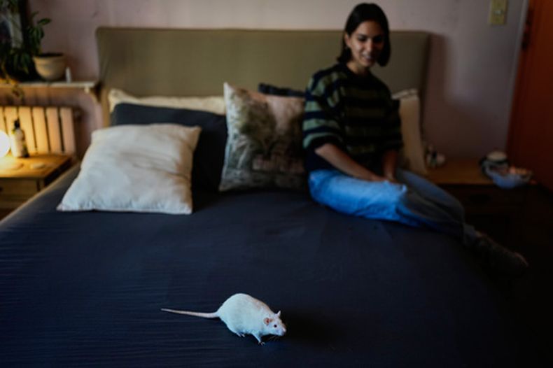 Dominique Verdier observa a Carlota, una antigua rata de laboratorio que adoptó, mientras camina por su cama en Buenos Aires, Argentina, el viernes 15 de mayo de 2026. (Foto AP/Natacha Pisarenko)