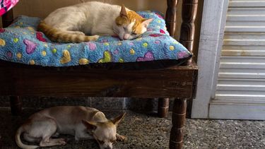 Cuba muestra un especial interés por los perros de lujo