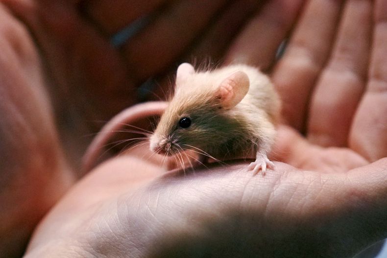 La coordinadora de adopción, Lexi Giannopoulos, muestra a uno de los casi 1.000 ratones entregados a la Sociedad de Nueva Hampshire para la Prevención de la Crueldad hacia los Animales, el viernes 15 de noviembre de 2024, en Stratham, Nueva Hampshire. (AP Foto/Charles Krupa)