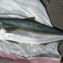 Casi 300 especies marinas cruzaron desde Japón tras tsunami