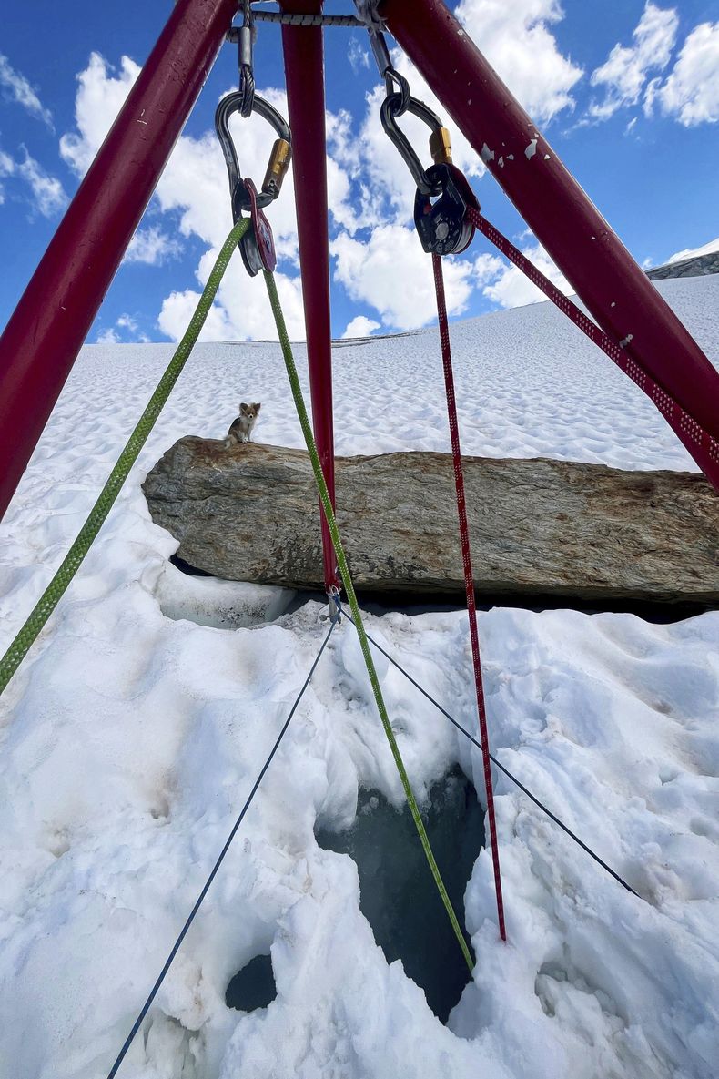 En esta imagen proporcionada por Air Zermatt, una empresa de rescate, formación y transporte, un chihuahua se sienta cerca de un agujero en la nieve en Zermatt, Suiza, el viernes 4 de julio de 2205. (AIR ZERMATT/Keystone via AP)