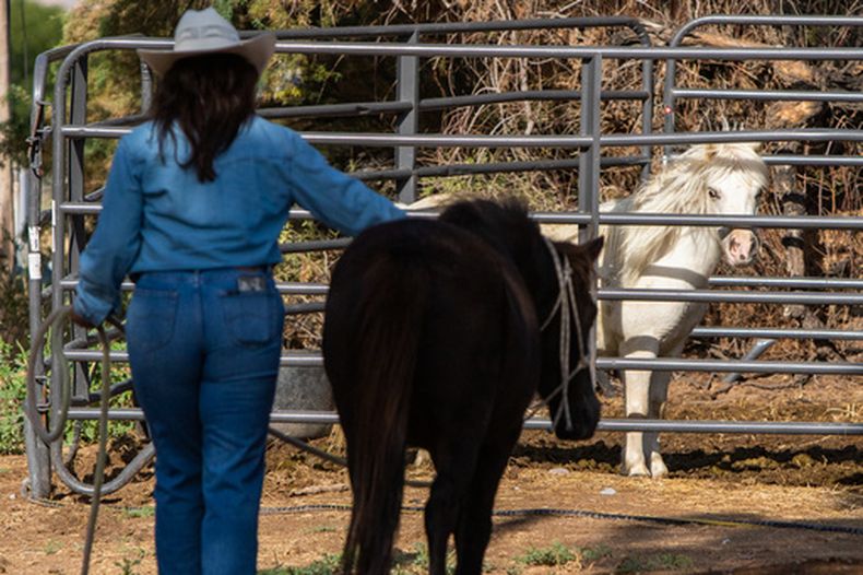 Jasmin Gómez, voluntaria del River Thunder Ranch, lleva a Blackie, una yegua de Shetland, a un corral mientras Estrella, la hija de Blackie, observa la escena, el viernes 18 de septiembre de 2026, en Anthony, Nuevo México. (Corrie Boudreaux/El Paso Matters vía AP)