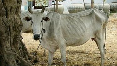 americateve | 6 934 vacas presuntamente terminaron en el mercado negro. Quienes las hurtaron o sacrificaron, corren el riesgo de penas de hasta 20 años de cárcel.