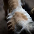 Crisis económica alcanza a mascotas en Venezuela