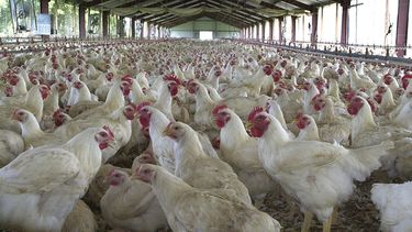 Industria avícola reporta daños menores a causa del huracán Fiona