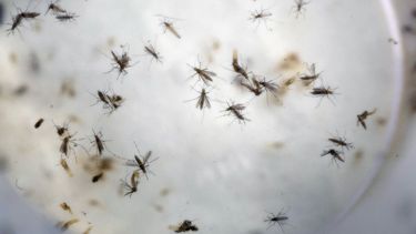 americateve | AMN-GEN_EEUU-ZIKA-0.jpg