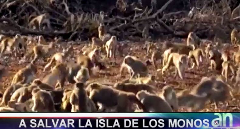 Breve Isla de Monos.jpg