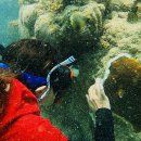 FEMA aprueba asignación novel para restaurar arrecifes de coral