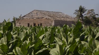 Con un cobertizo que perdió su tejado en el huracán Ian de, una plantación de tabaco está lista para la cosecha en San Juan y Martínez, en Pinar del Río, Cuba, el martes 28 de febrero de 2023. (AP Foto/Ismael Francisco)