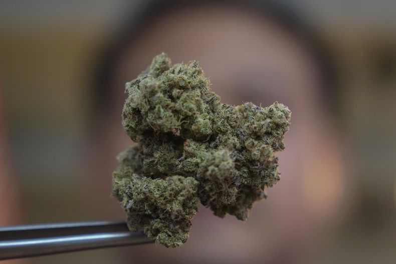 Un cultivo de marihuana en Bangkok, Tailandia, el 12 de febrero de 2024. (Foto AP/Sakchai Lalit)